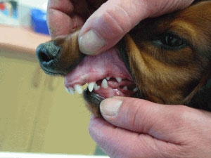 at retfærdiggøre Doktor i filosofi komprimeret hund – kieferorthopädie / Kiefer und Zahnfehlstellungen – Zahnarzt fuer  Tiere