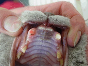 Katze Zahn Abgebrochen Blutet