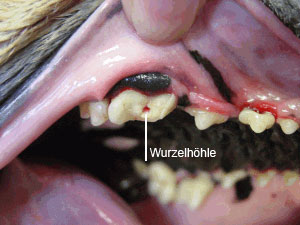 hund – Zahnschäden / – Zahnarzt Tiere
