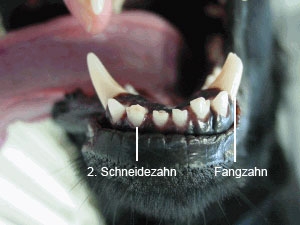 Hund Zahnschaden Zahnverletzungen Zahnarzt Fuer Tiere