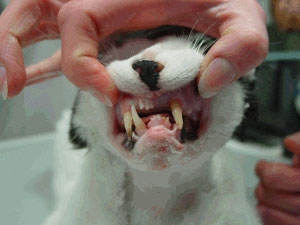 Katzen Zahnverletzungen Kieferverletzungen Zahnarzt Fuer Tiere