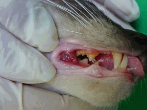 Entzündetes Zahnfleisch Katze Homöopathie