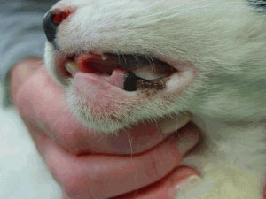 Katzen Zahnverletzungen Kieferverletzungen Zahnarzt Fuer Tiere