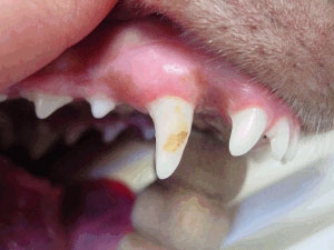 Hund Zahnschaden Zahnverletzungen Zahnarzt Fuer Tiere