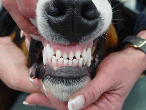 at retfærdiggøre Doktor i filosofi komprimeret hund – kieferorthopädie / Kiefer und Zahnfehlstellungen – Zahnarzt fuer  Tiere